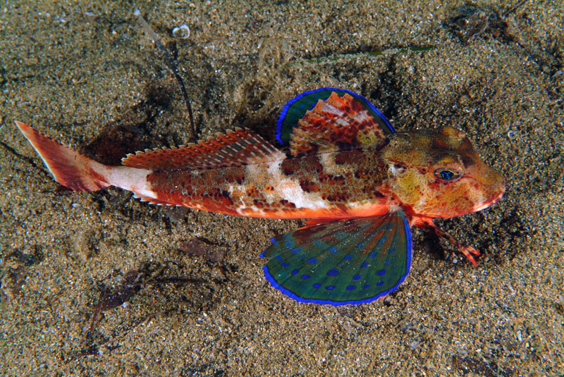 Chelidonichthys lastoviza (Capone ubriaco)